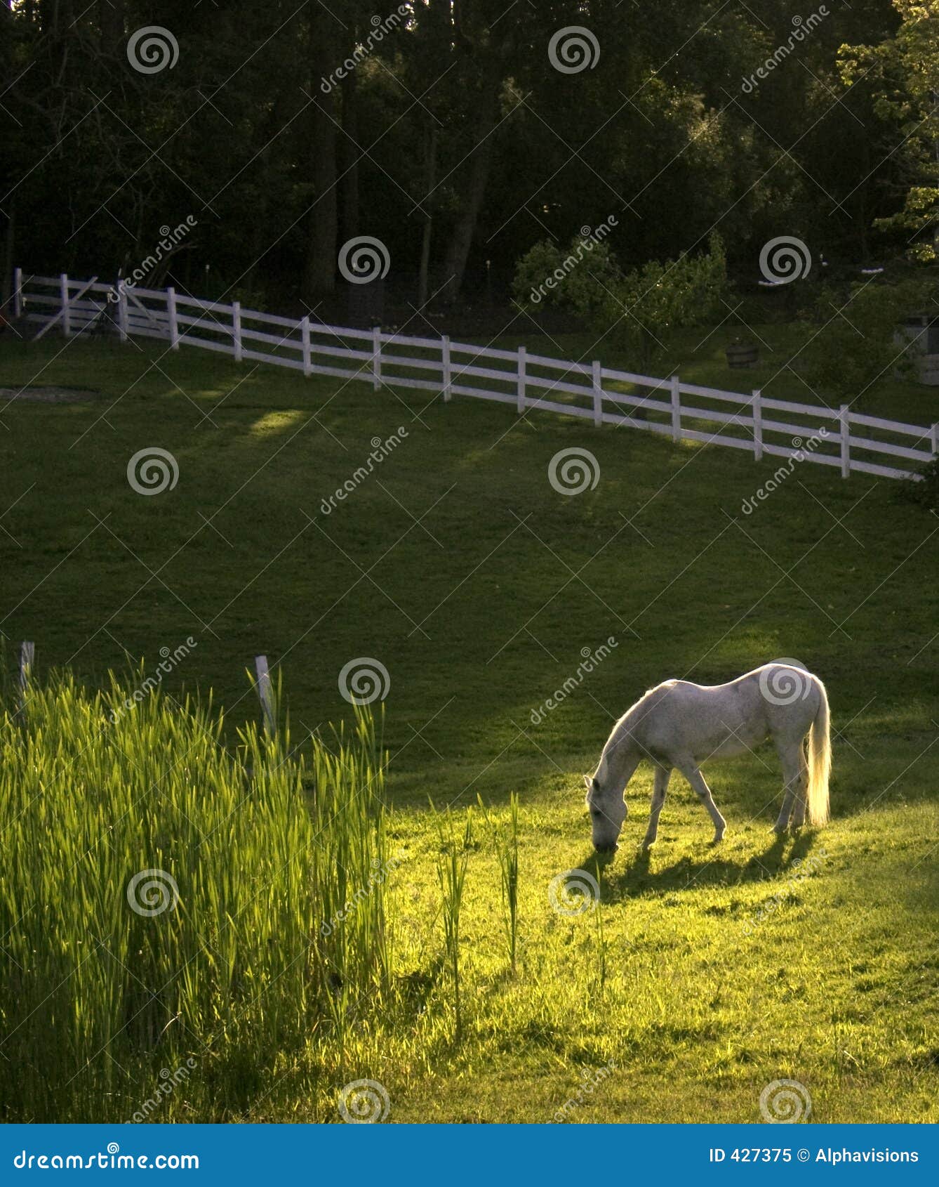 White Horse Pastoral Setting Stock Photos Free & RoyaltyFree Stock