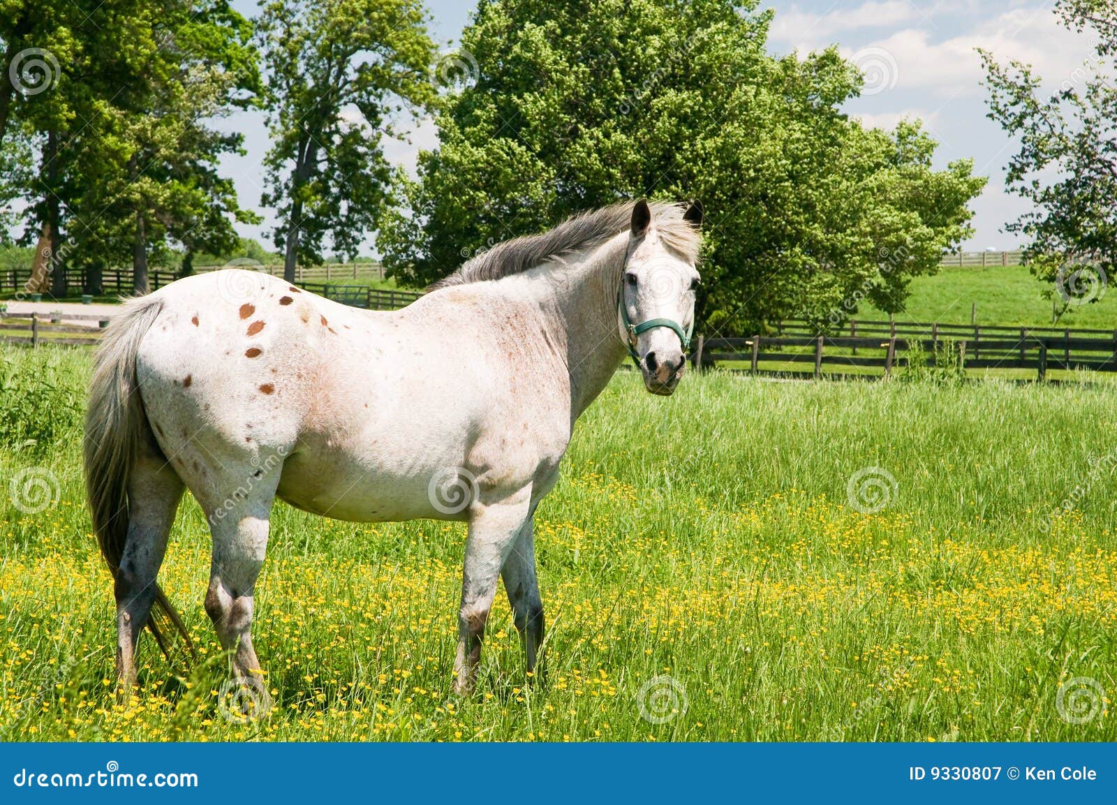 white horse in pasture
