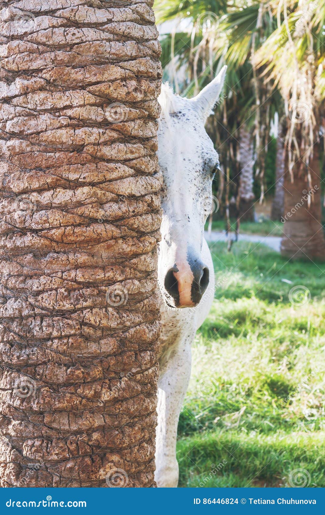 White Horse Peeking Out of the Palm Trees Stock Photo Image of farm