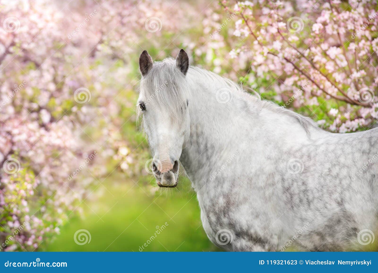 white horse portrait in blossom