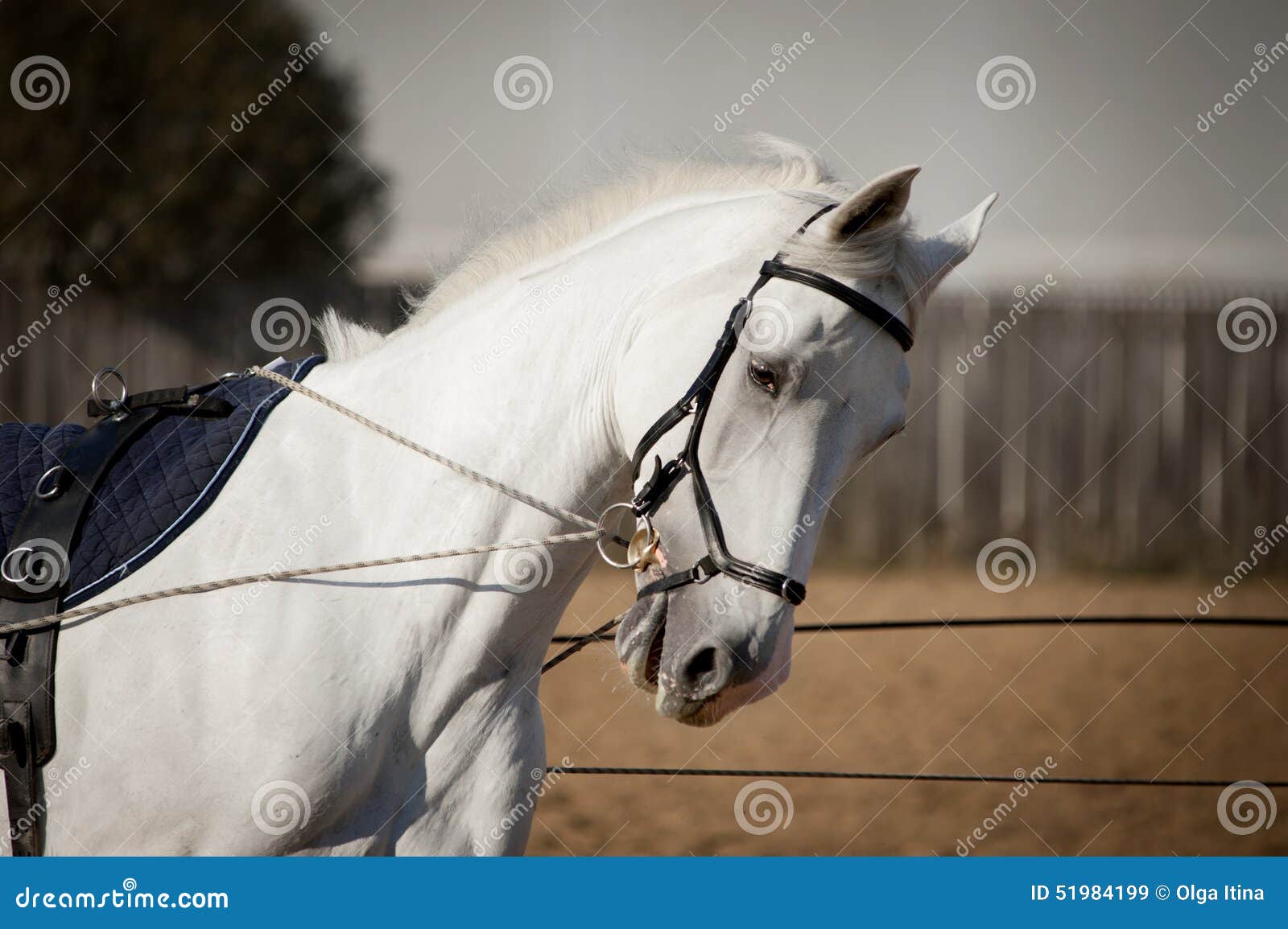 White Horse Portrait Coaching in Hands with Reins Stock Image Image of beast, traininig 51984199