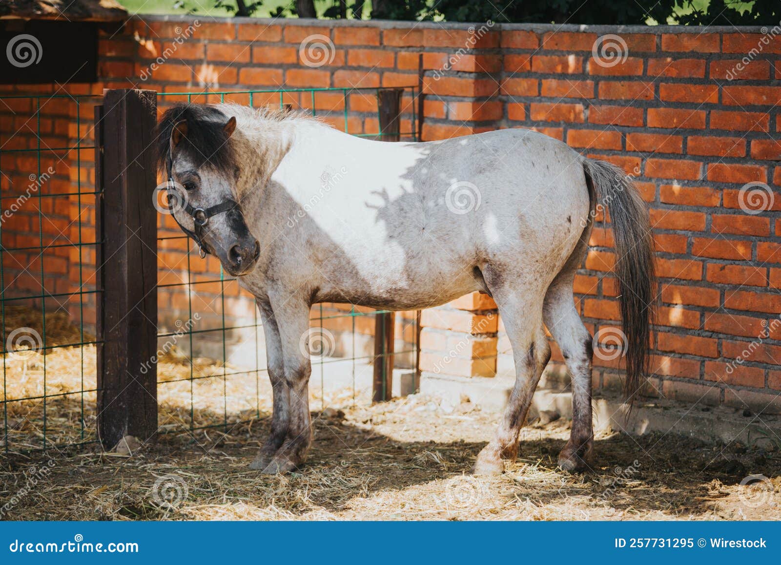 White horse at the ranch stock image. Image of fauna 257731295
