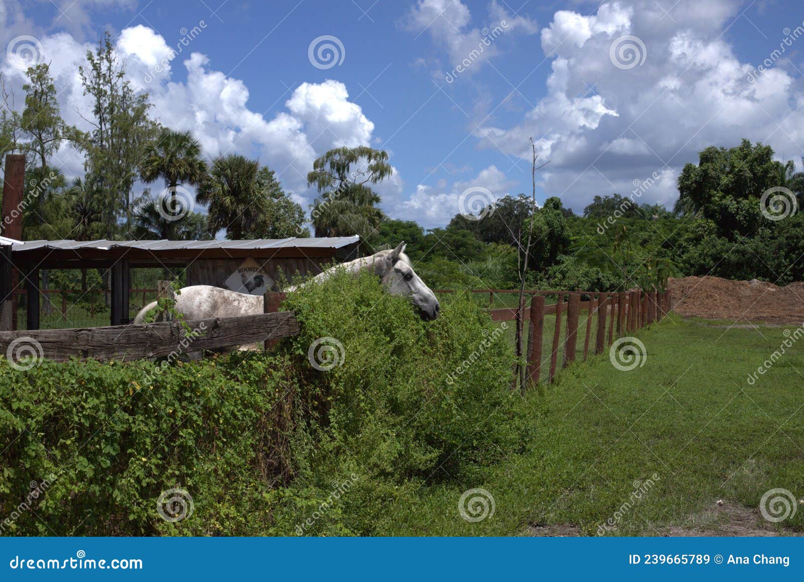 White Horse at the Ranch in Naples Florida. Stock Image Image of barn