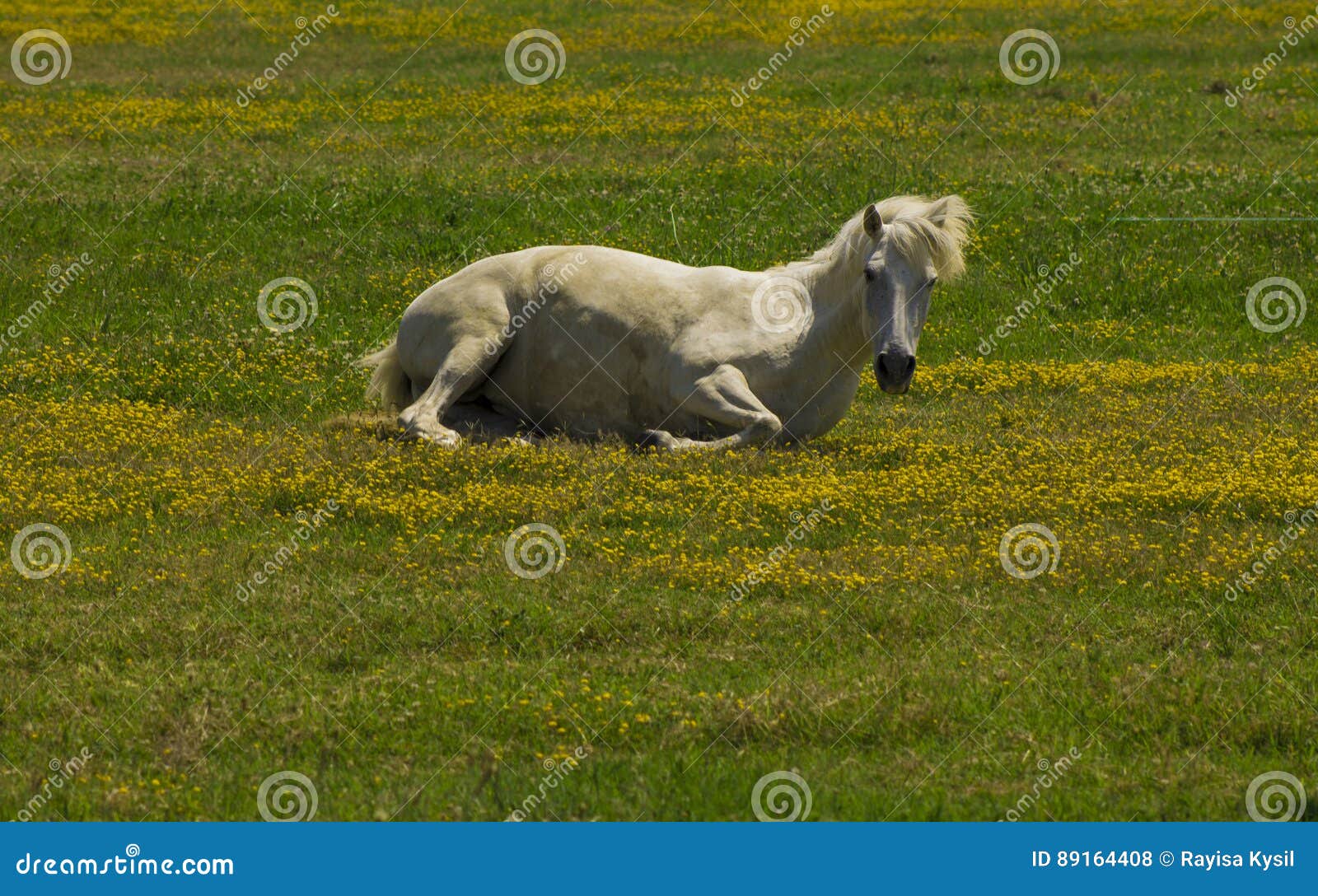White Horse Relaxing Laying Stock Photo Image of horizontal