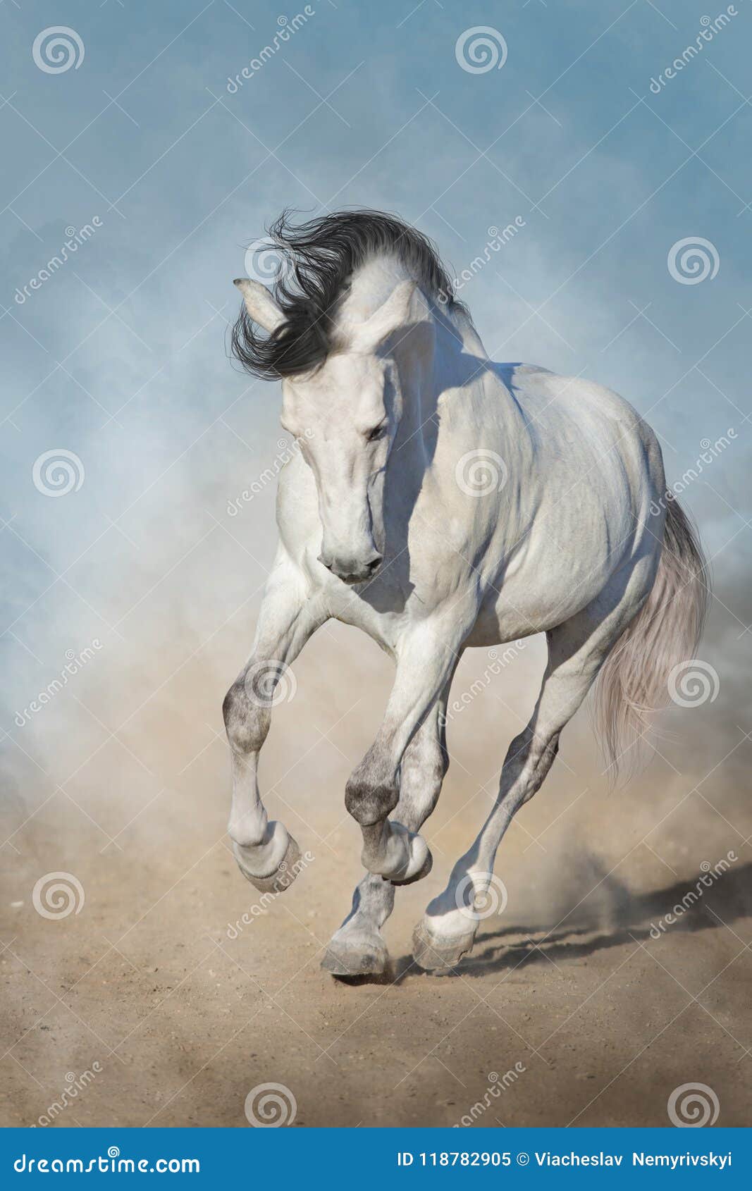 white horse run gallop