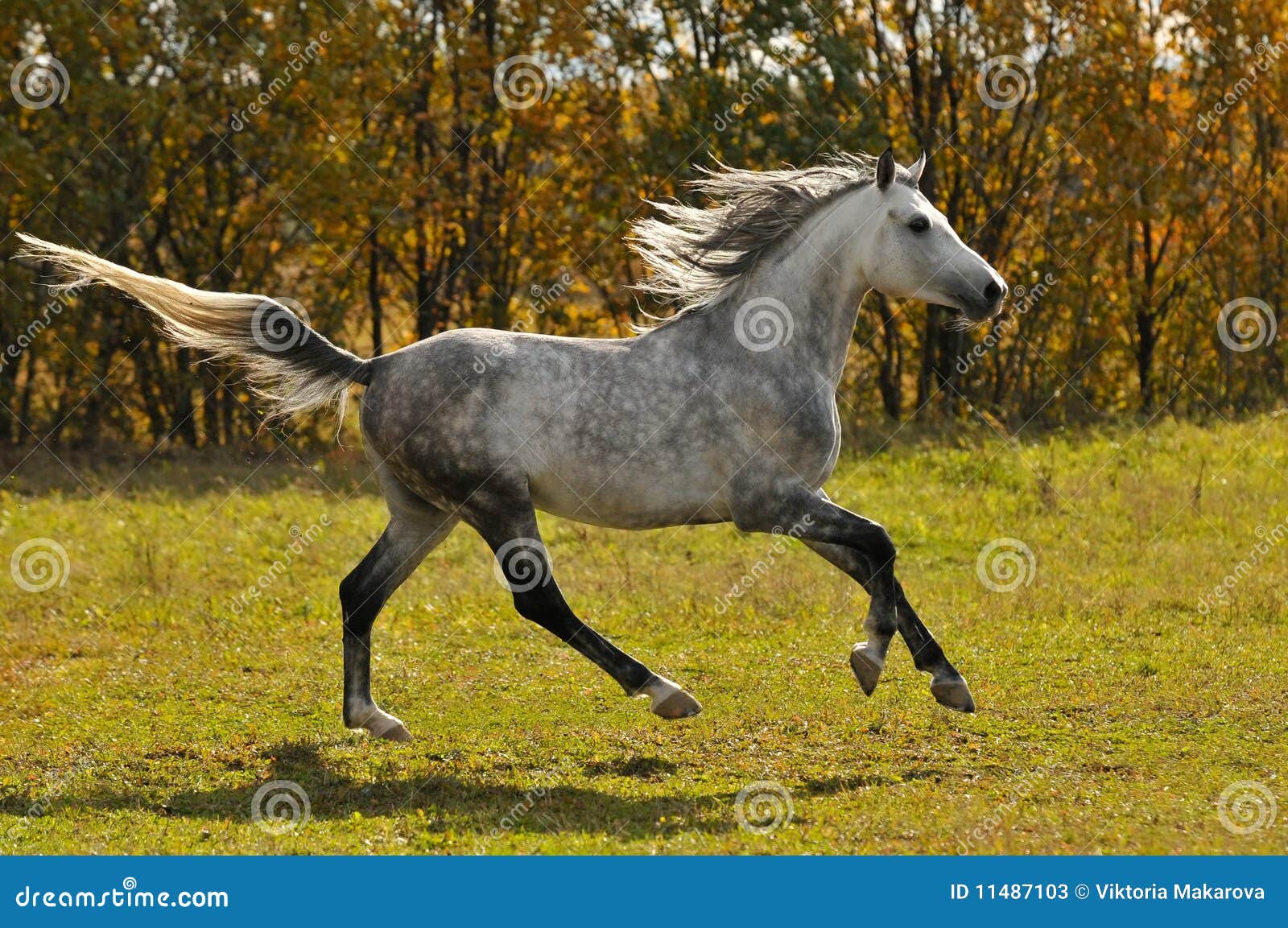 White Horse Run Gallop on the Meadow Stock Image Image of hill, farm