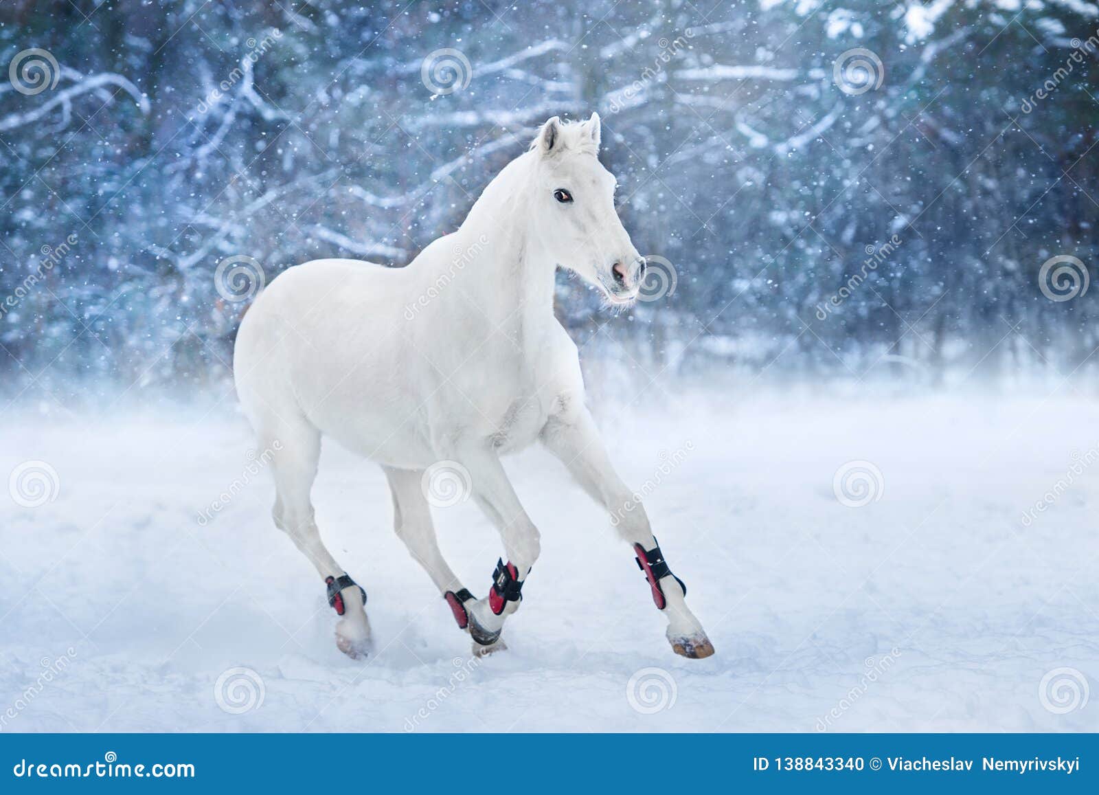 horse running in snow