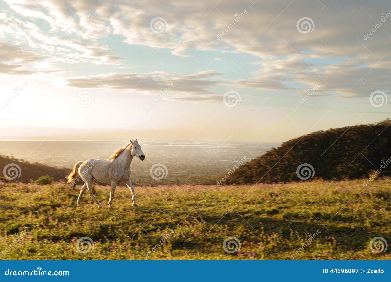 White Horse Running on the Hill with Wild Flowers Stock Image Image of freedom, cloud 44596097