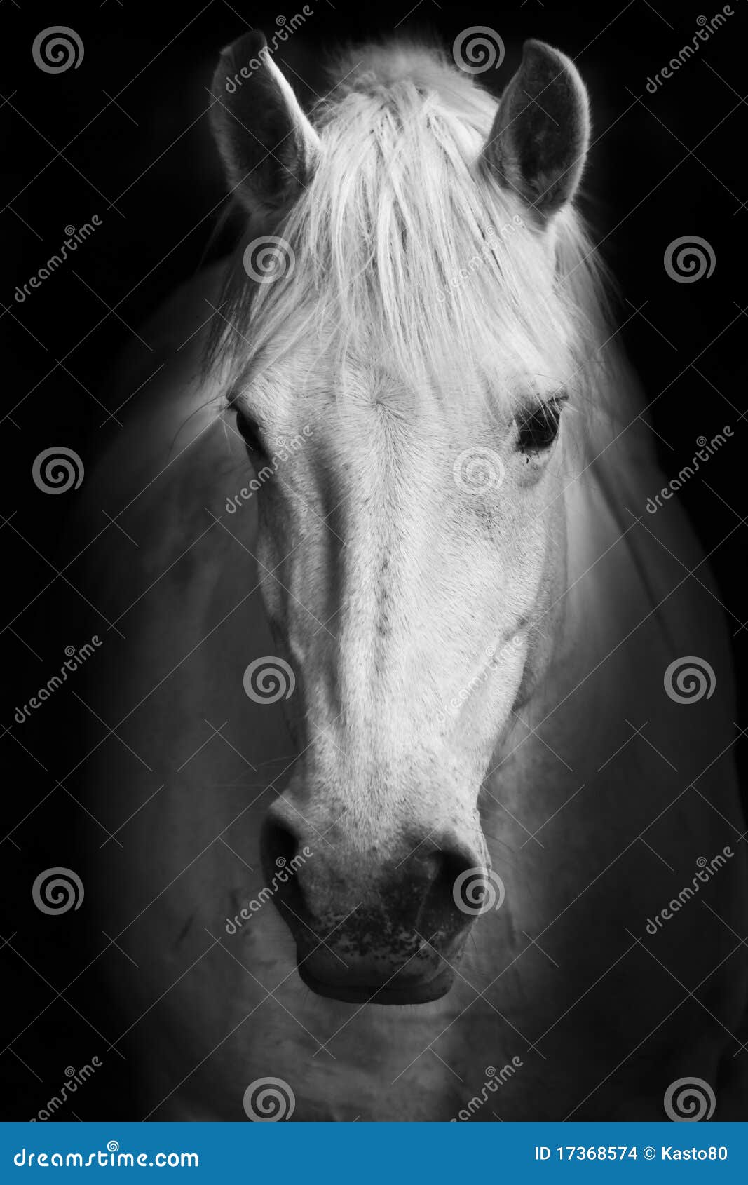 white horse's black and white art portrait