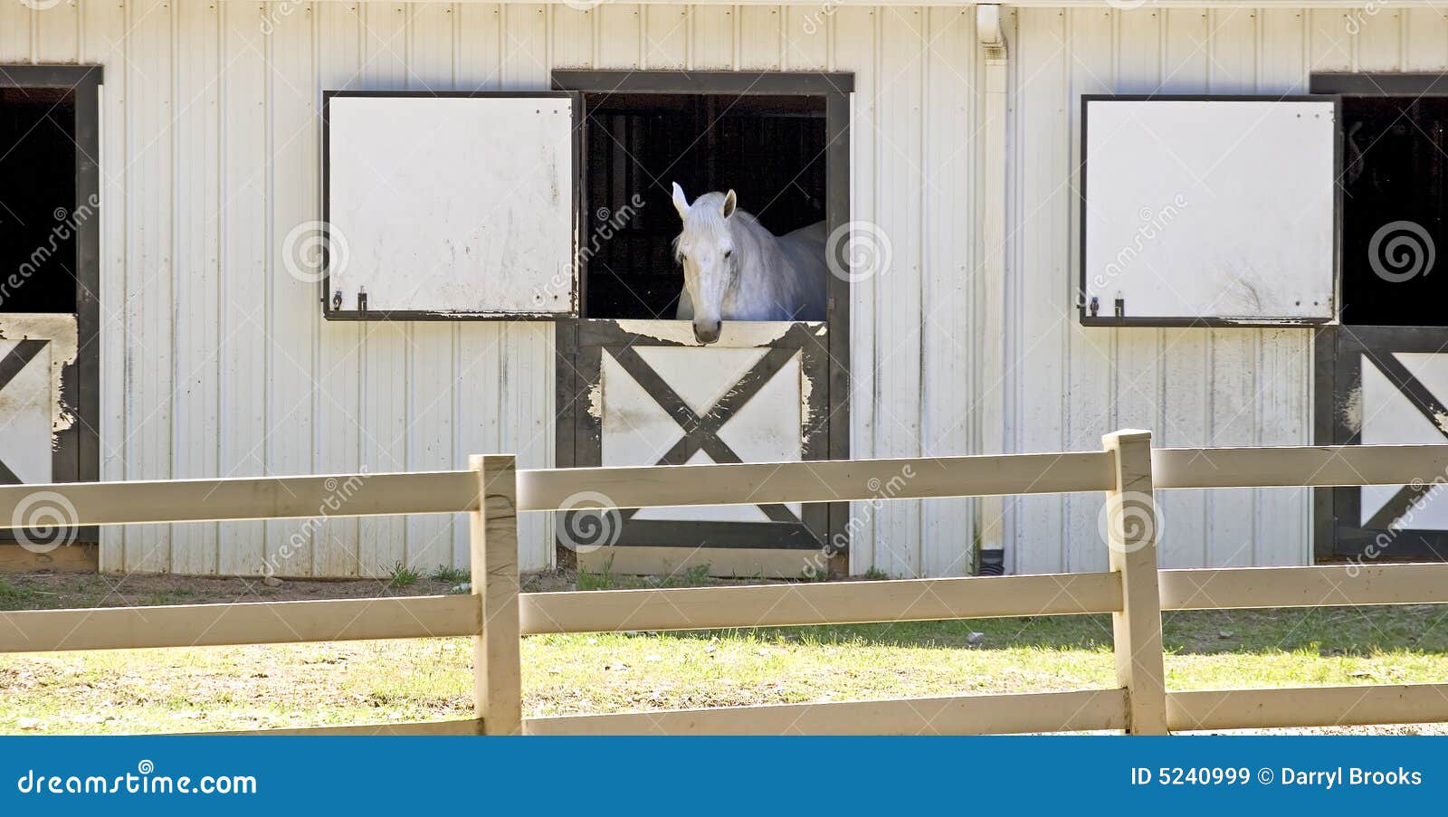 white horse in stable