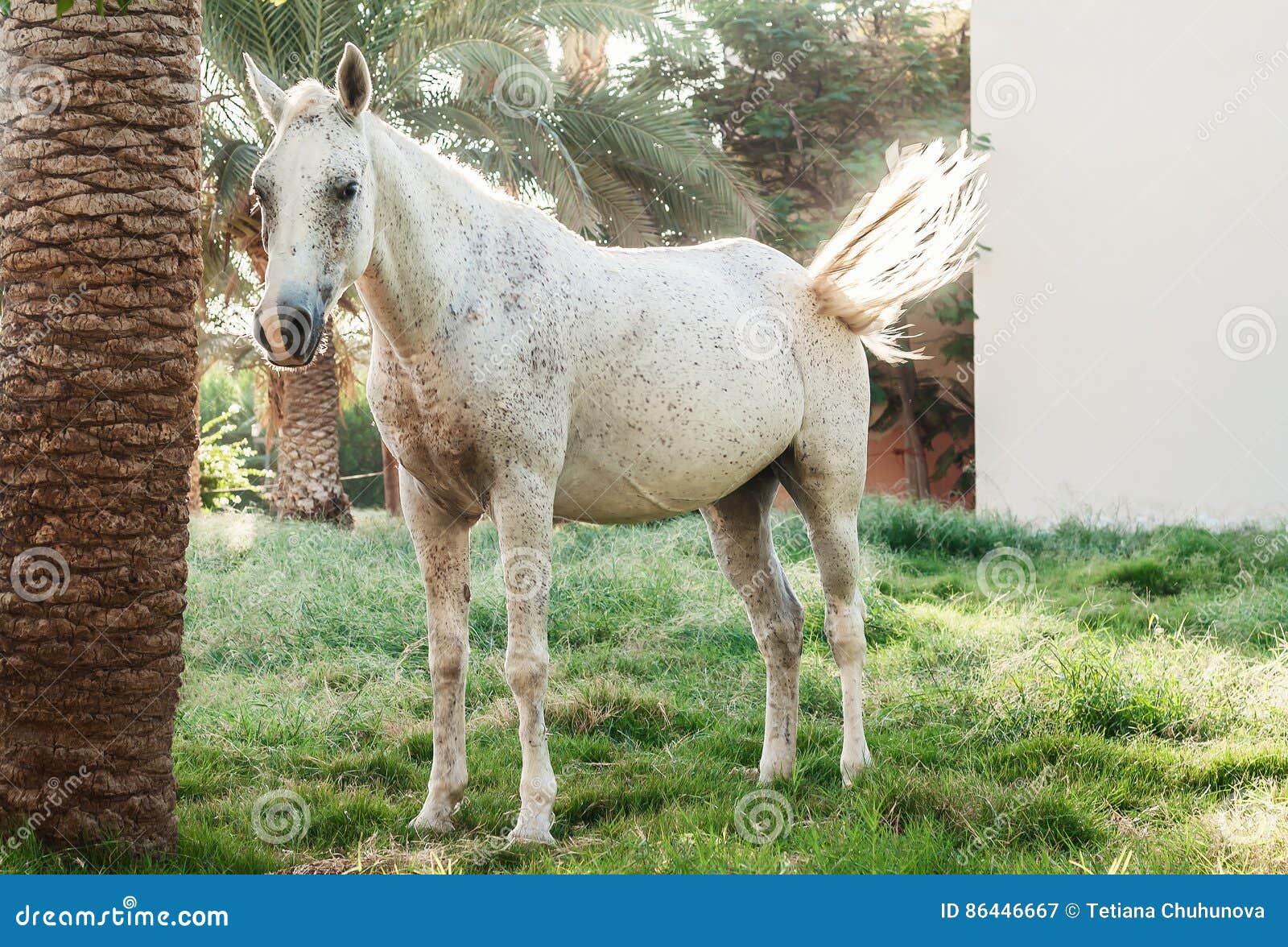 White Horse Stands on the Background of Palm Trees at Sunset Stock