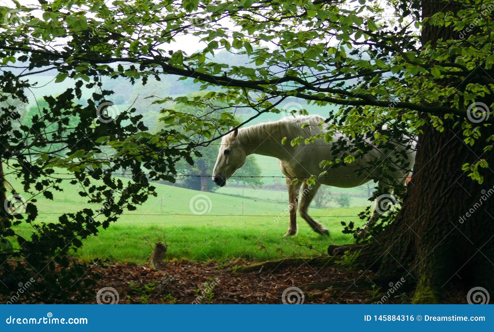 White Horse through the Trees in a Meadow Stock Photo Image of graze, equine 145884316