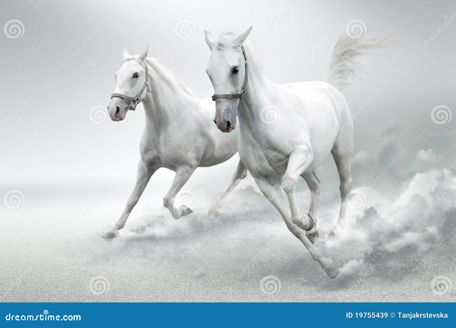 White horses stock image. Image of fast, mane, grey, freedom ...