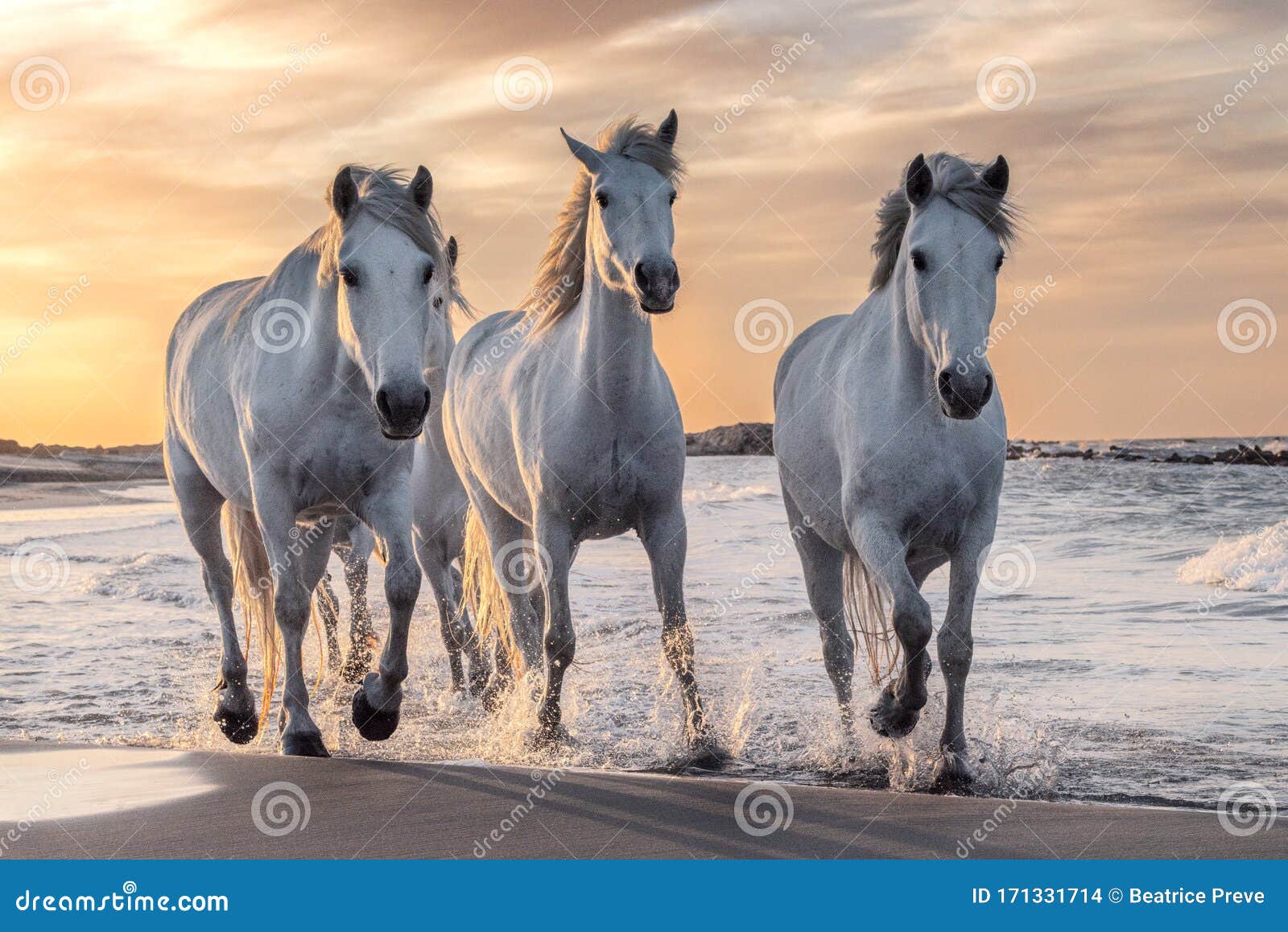 white horses in camargue, france