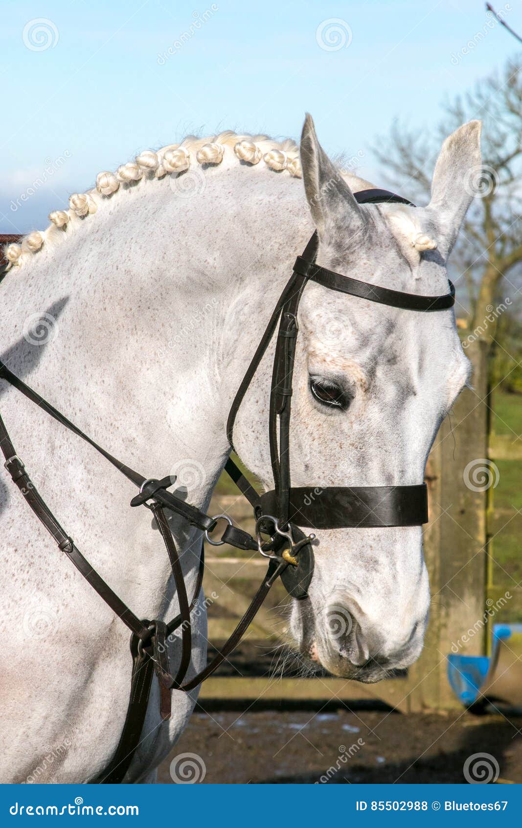 A white horses head stock photo. Image of english, head 85502988