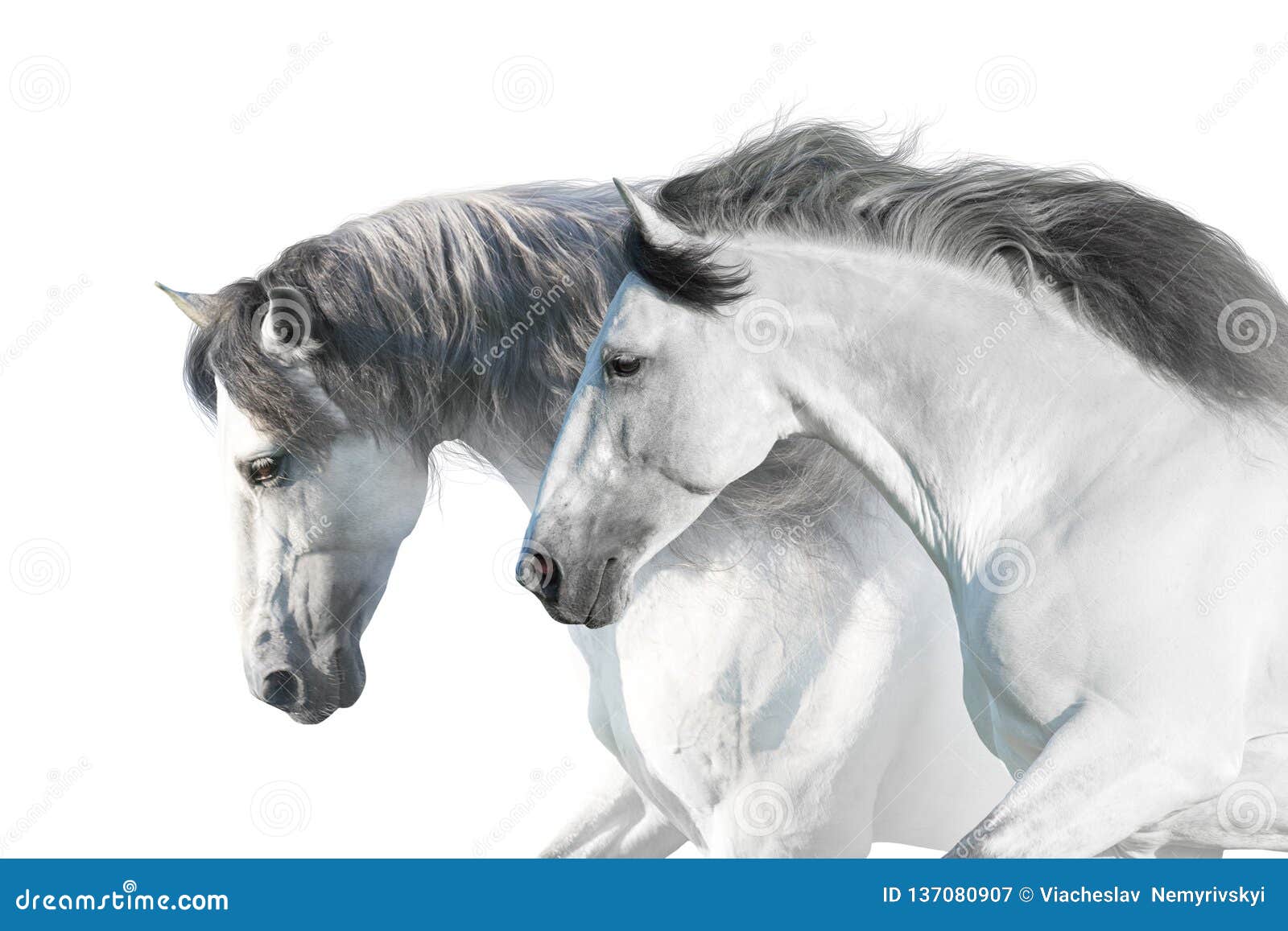 White horses portrait stock image. Image of portrait 137080907