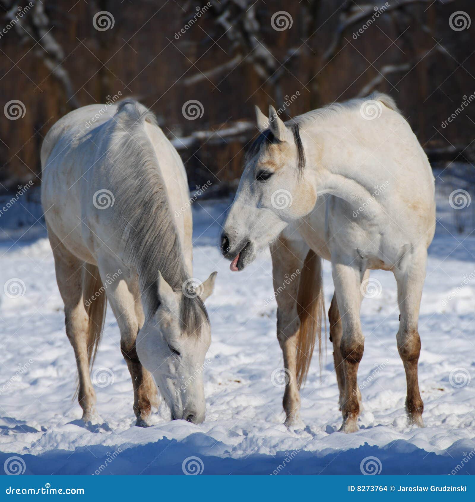 White horses in the snow stock photo. Image of affection 8273764