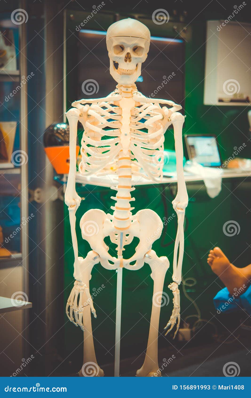 White Human Skeleton Dummy Closeup, Bone Structure. Stock Image Image of element, examination
