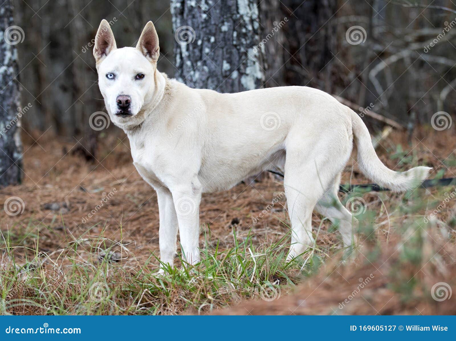 Husky Mix Breed Dog with One Blue Stock - Image of canine: 169605127