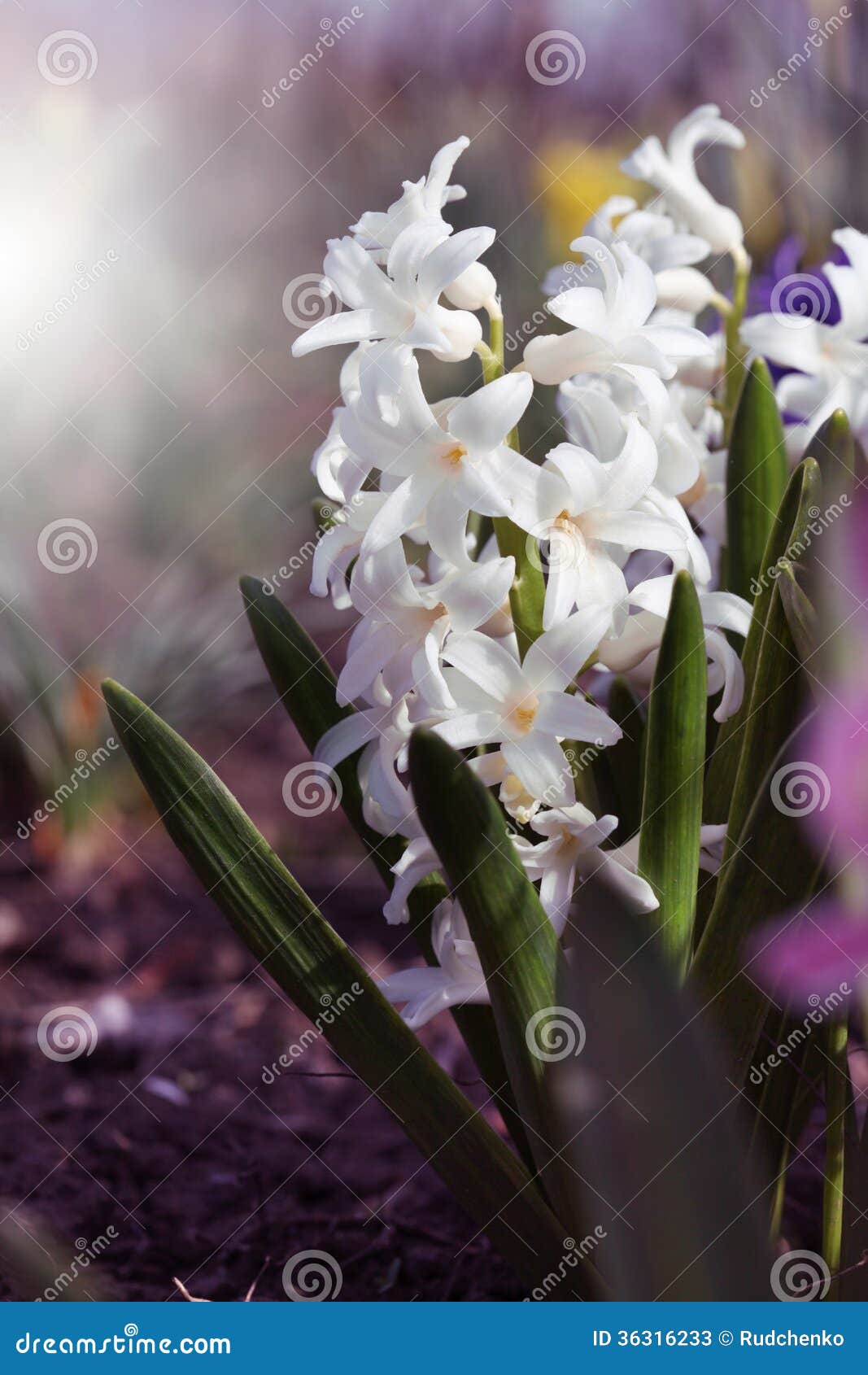 White hyacinth stock image. Image of bouquet, garden 36316233