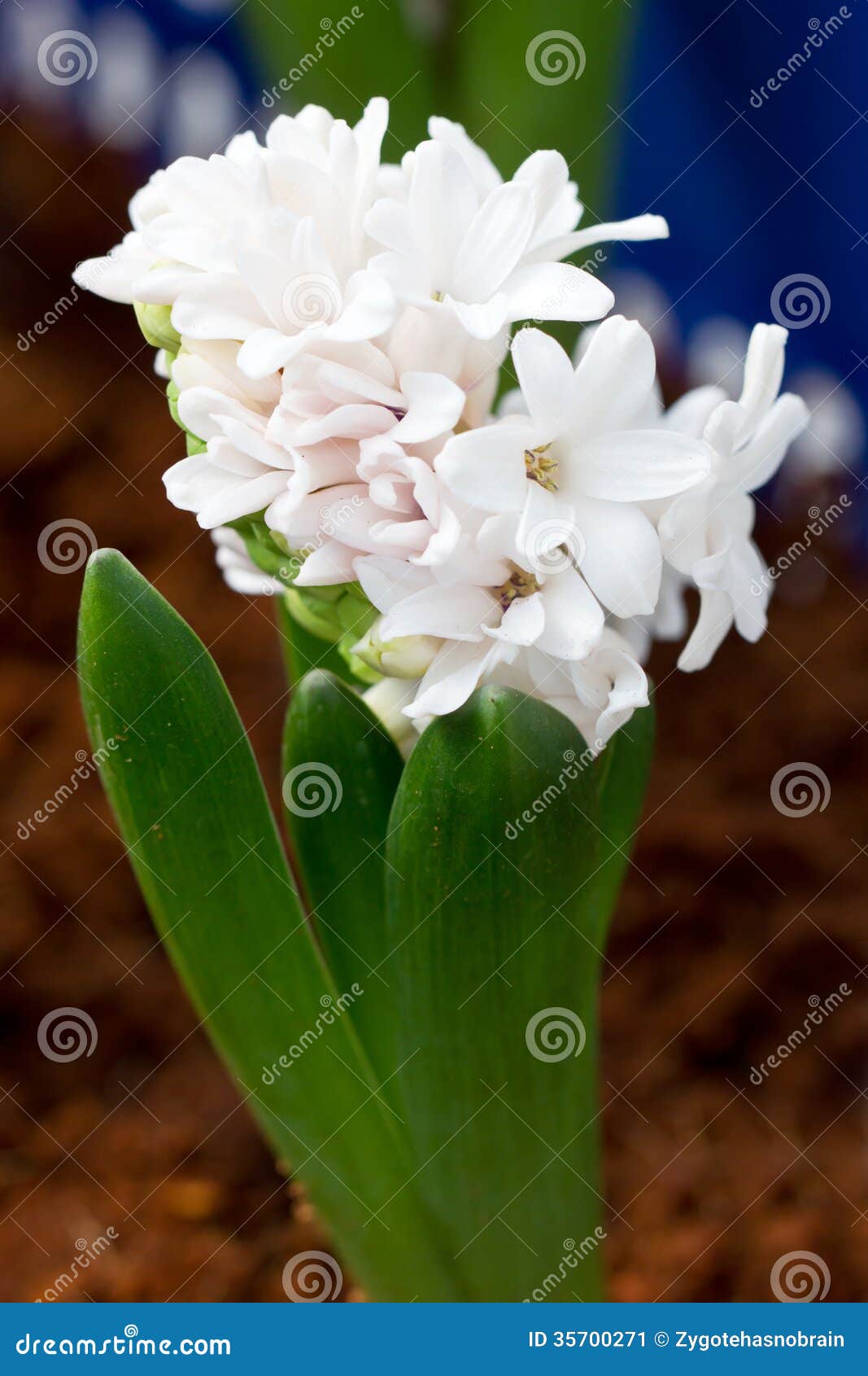 White Hyacinth Flowers. stock image. Image of flower 35700271