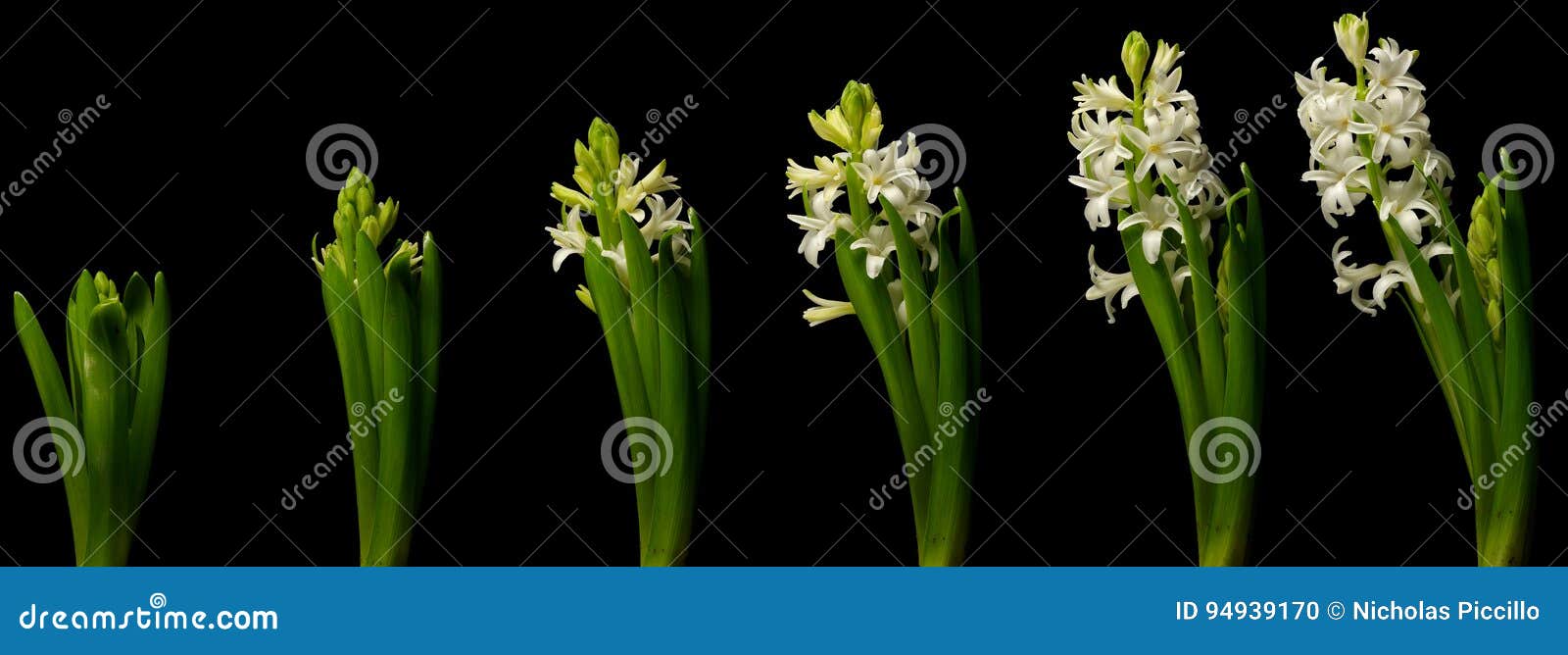 White Hyacinth Time Lapse stock photo. Image of lapse 94939170