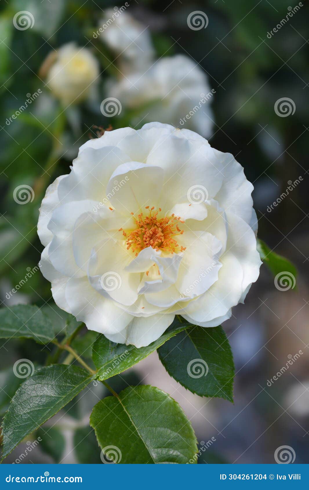 White Hybrid Tea Rose stock photo. Image of nature, close - 304261204