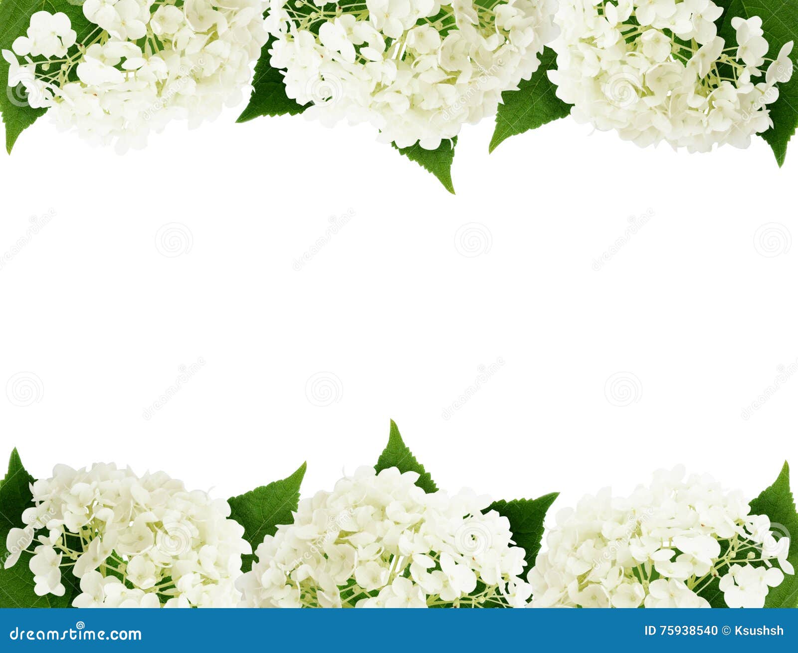 White Hydrangea Flowers Edges Stock Photo Image of frame, petal 75938540