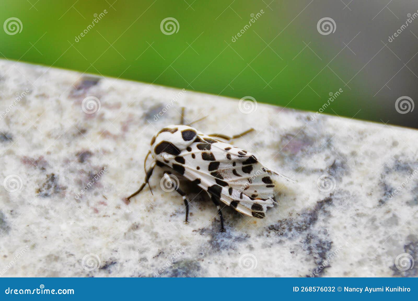 a white hypercompe scribonia moth with black