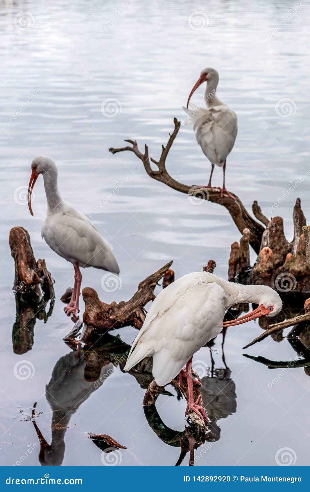 white ibis eudocimus albus, lake eola park, downtown orlando, florida