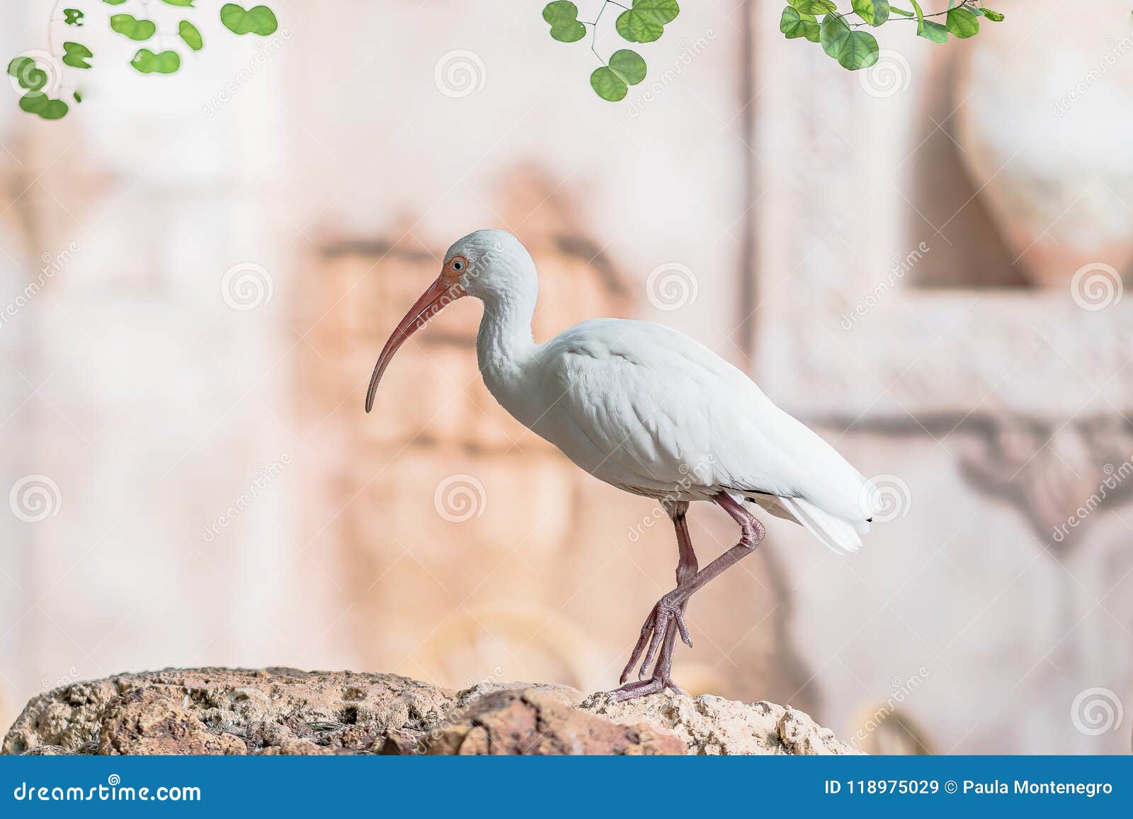 white ibis eudocimus albus portrait at orlando florida