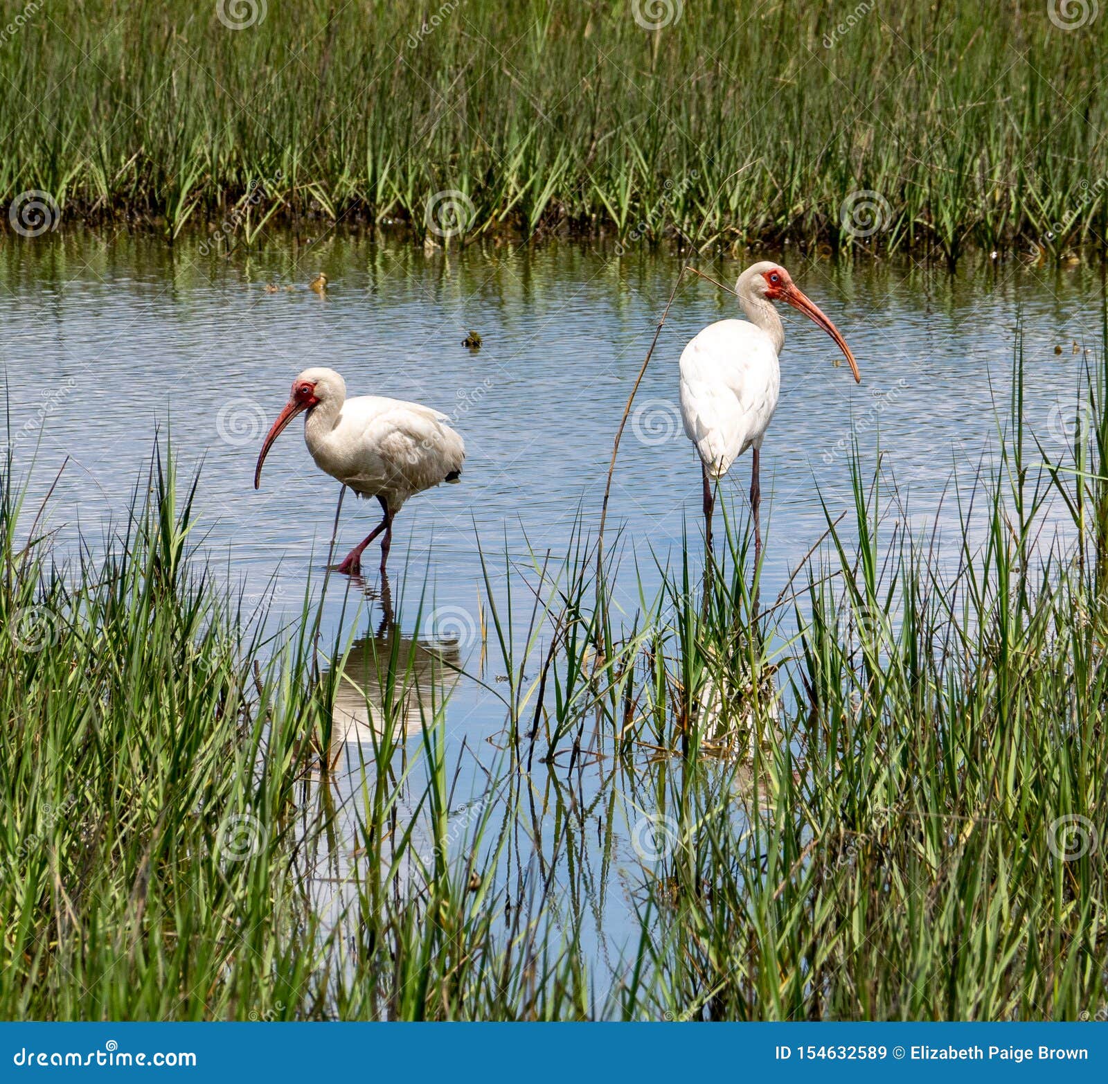 white ibis in the salt marsh