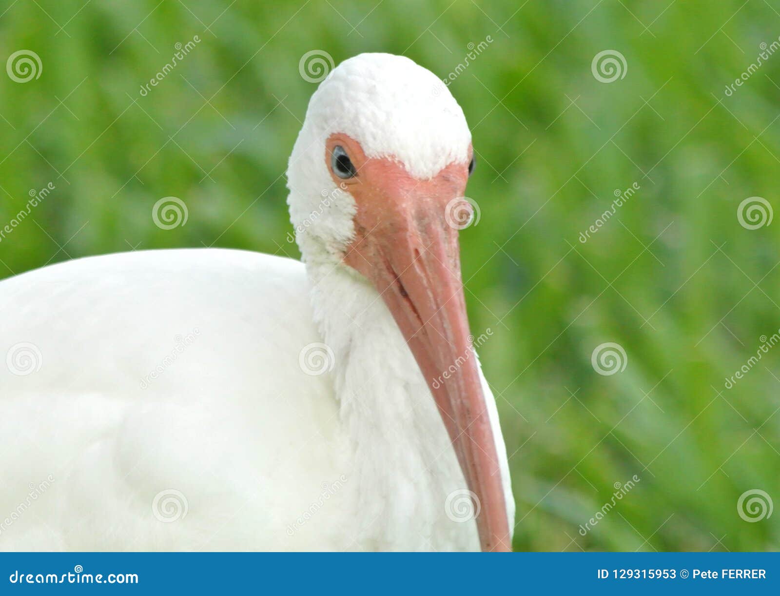 White Ibis. Shot by a lake in broward county florida