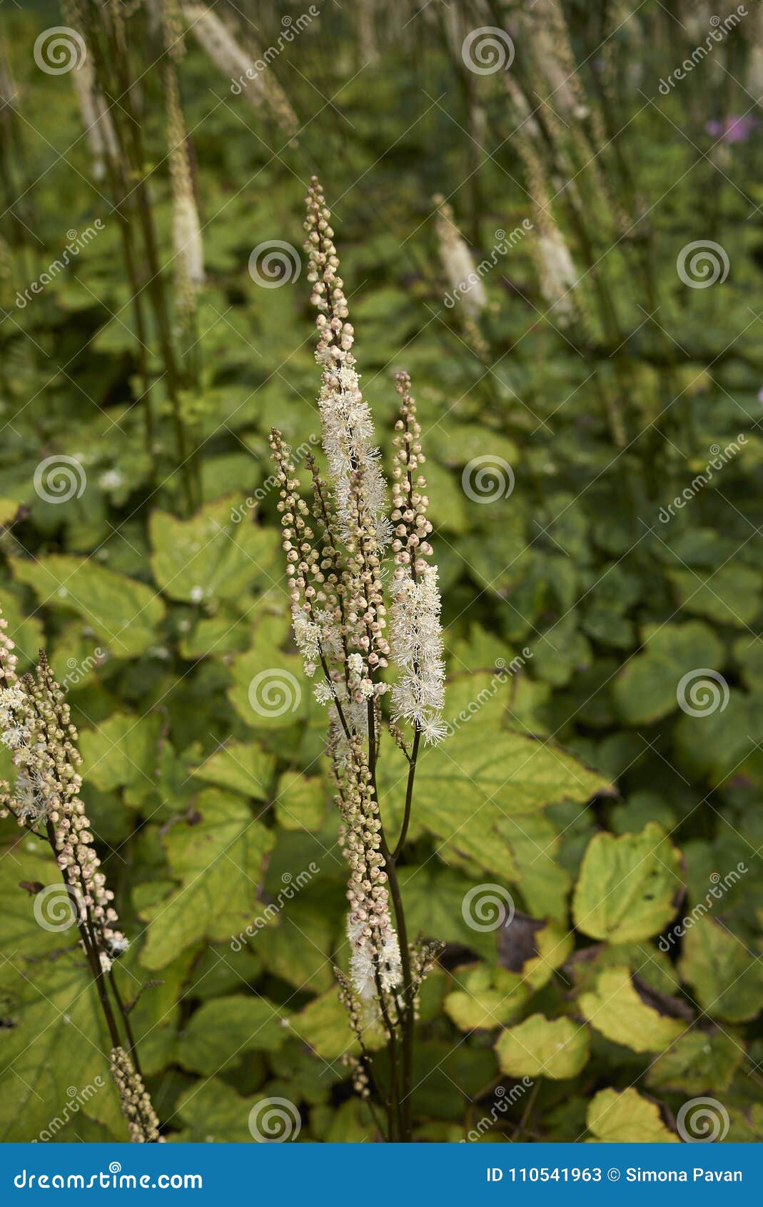 actaea racemosa var. cordifolia