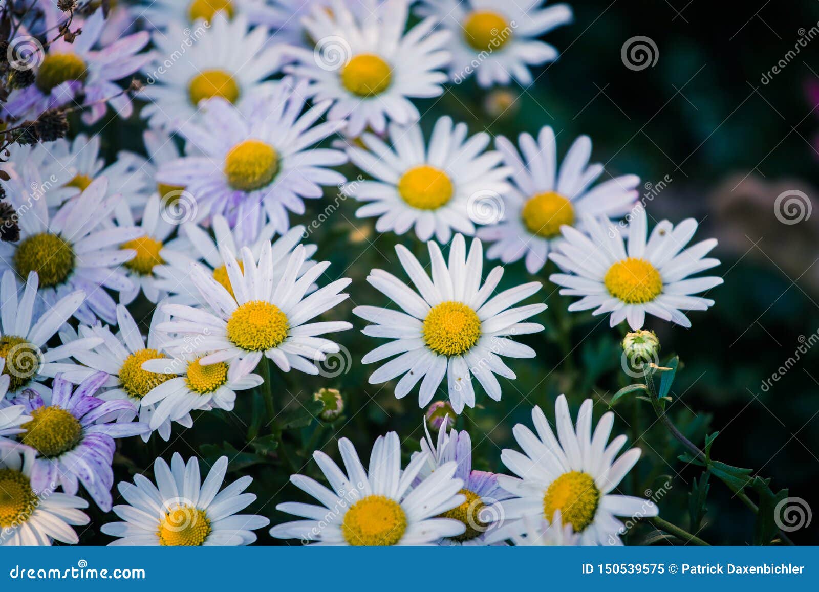White, Innocent Daisies / Marguerite Flowers in Spring Stock Image