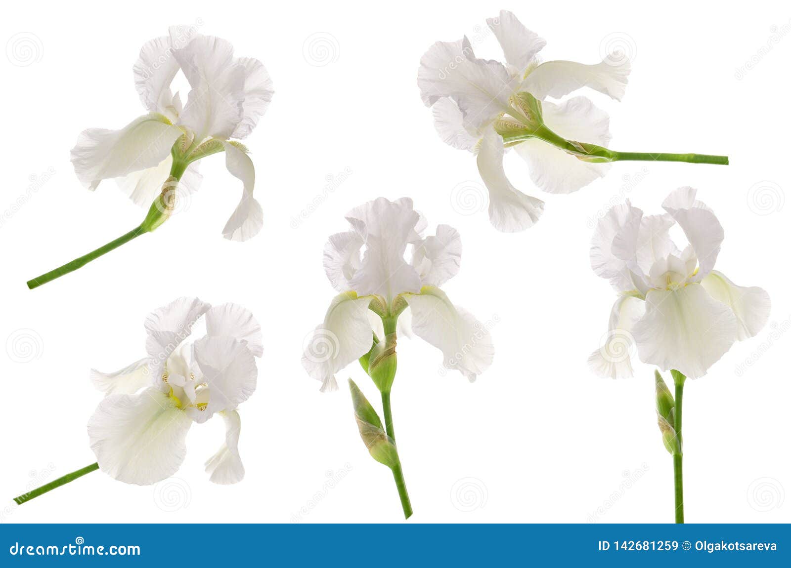 White Iris Flower Head on Stem Isolated on White Background. Set ...
