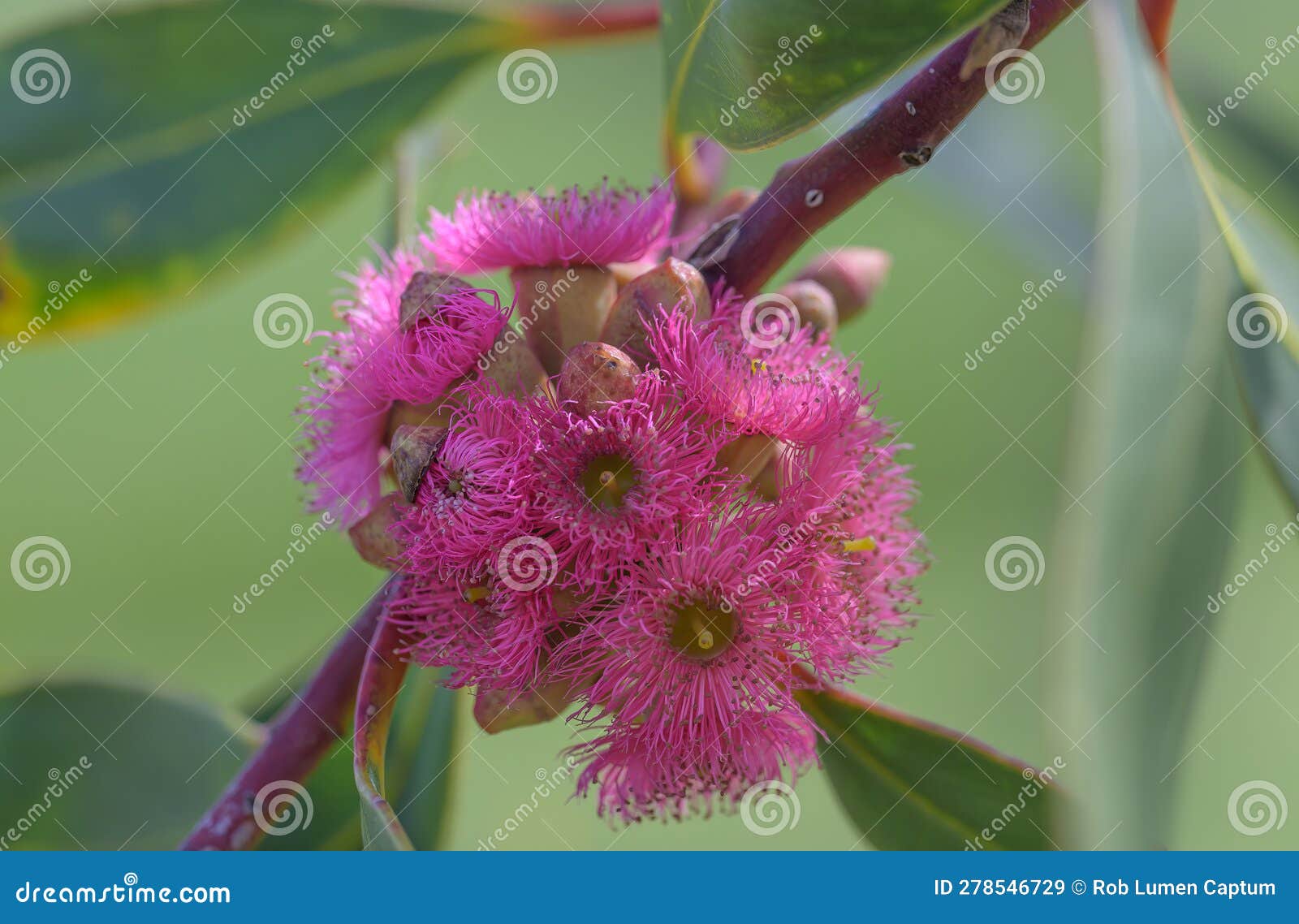 south australian blue gum eucalyptus leucoxylon rosea, cluster of pink flowers