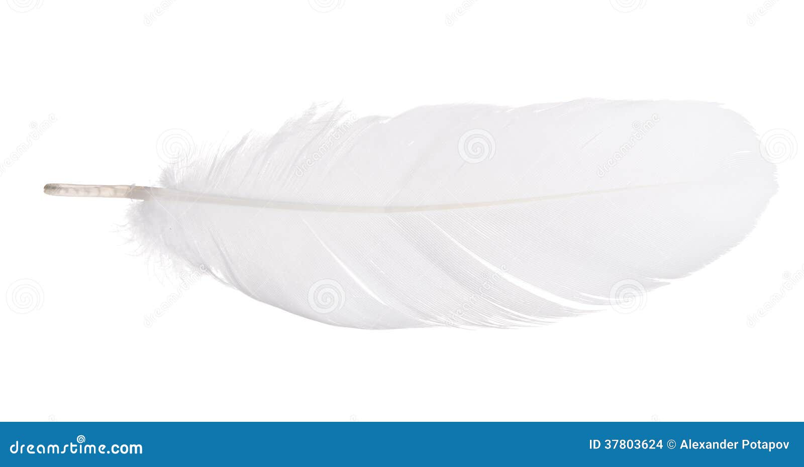 Grey Goose Feathers Isolated On White Stock Photo 2343411867