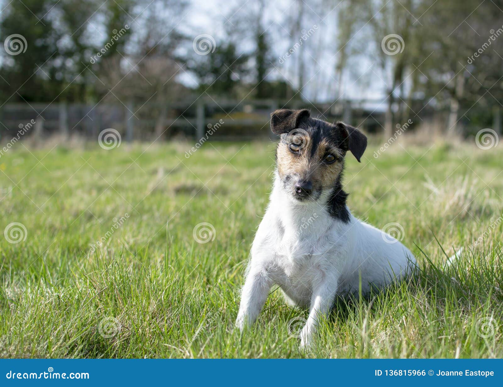 White Jack Russell Sitting In A Field Stock Photo Image Of Breed
