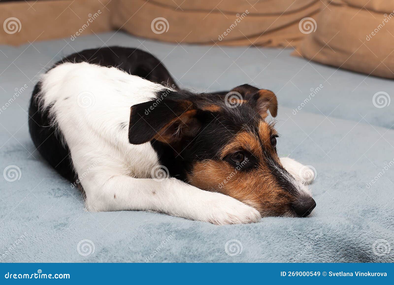 White Jack Russell Terrier on the Bed Playing Stock Image Image of