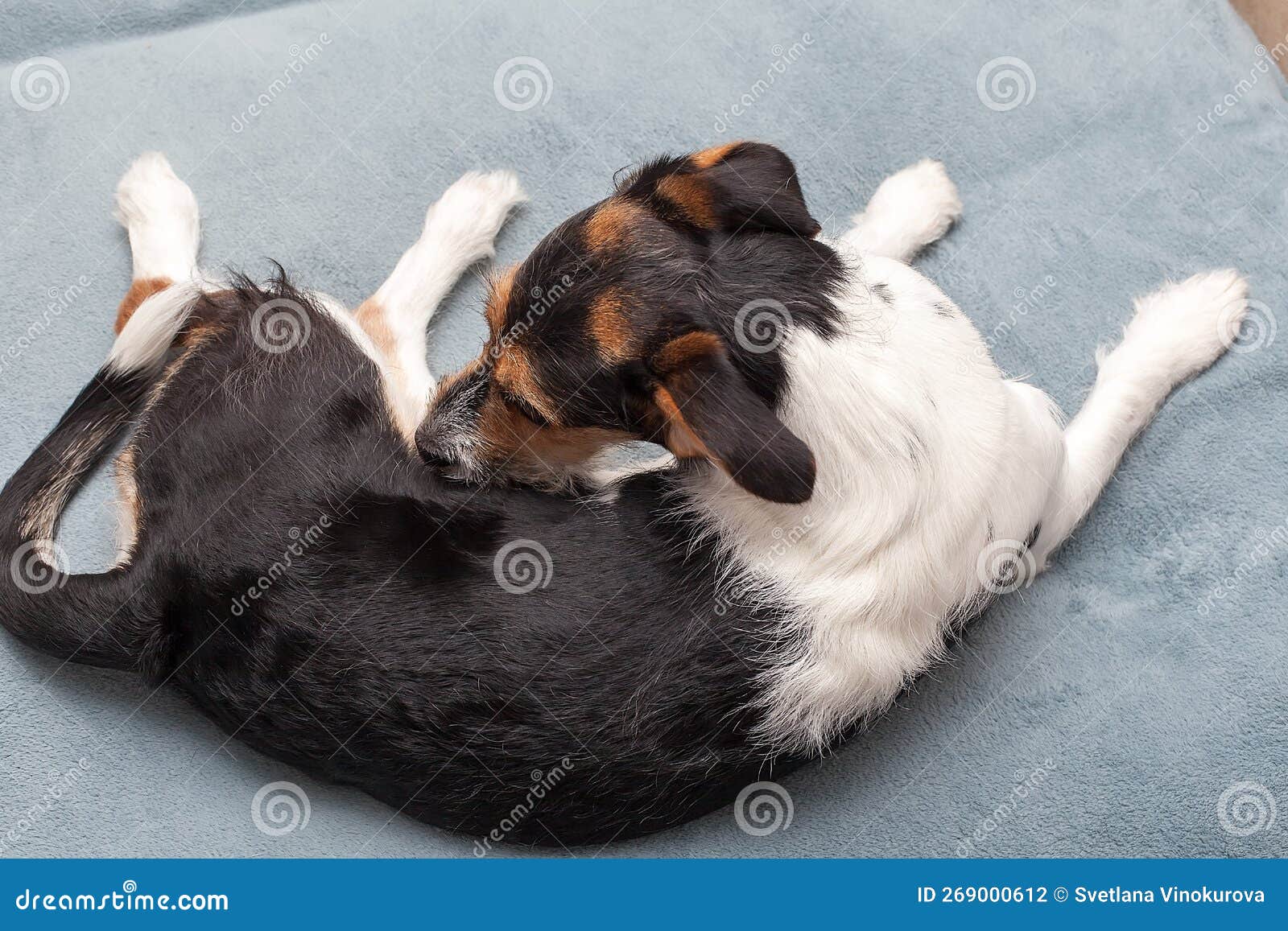 White Jack Russell Terrier on the Bed Playing Stock Photo Image of