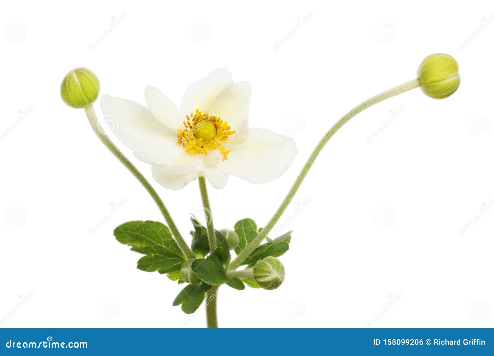 White anemone flower stock photo. Image of isolated - 158099206