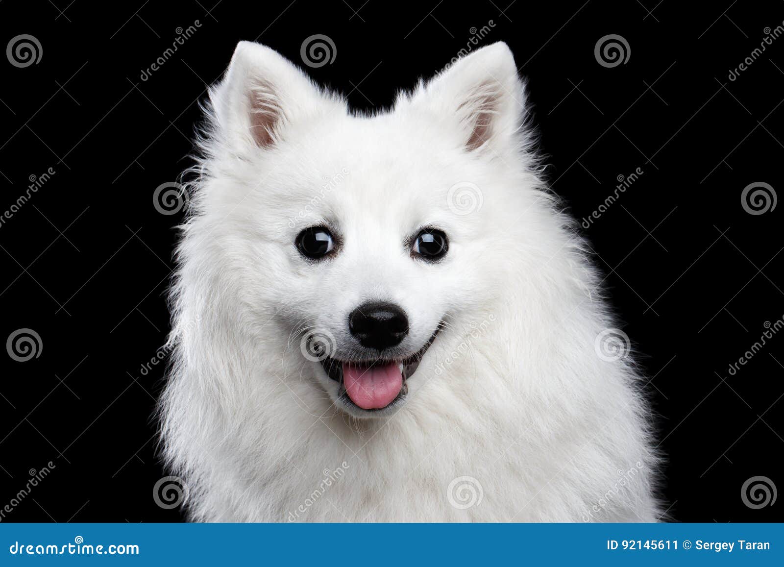106 Black Japanese Spitz Photos Free Royalty Free Stock Photos From Dreamstime