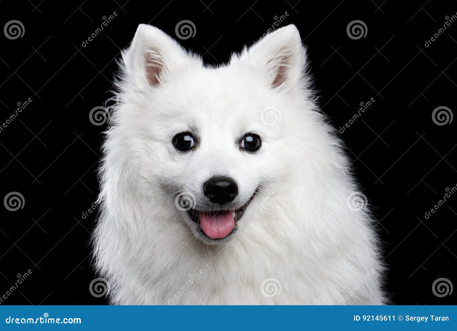 107 Black Japanese Spitz Photos Free Royalty Free Stock Photos From Dreamstime