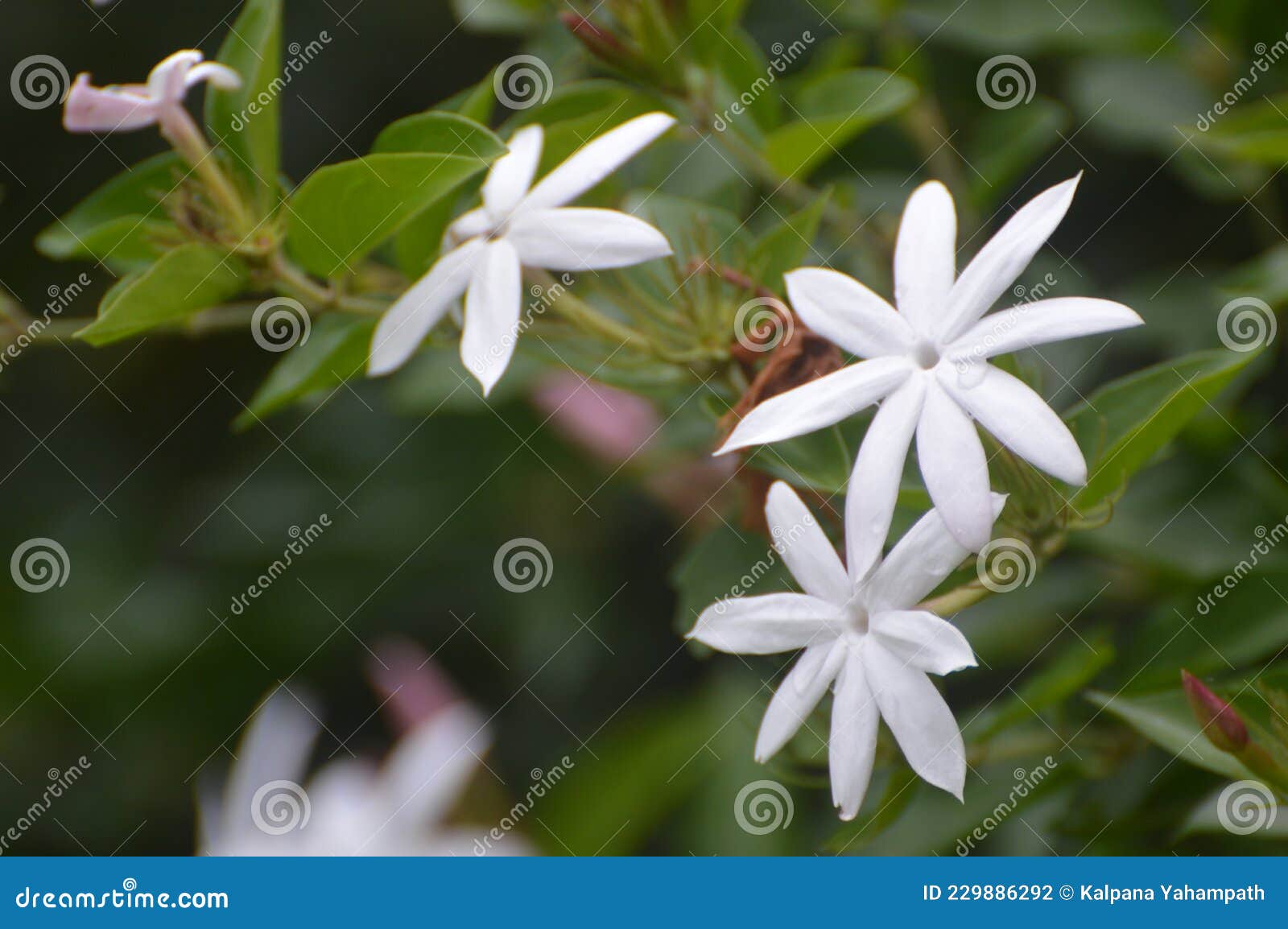 White Jasmin flower stock photo. Image of branch, lake 229886292