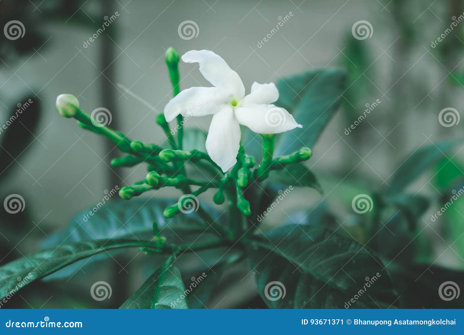 White jasmin flower stock image. Image of flower, green 93671371