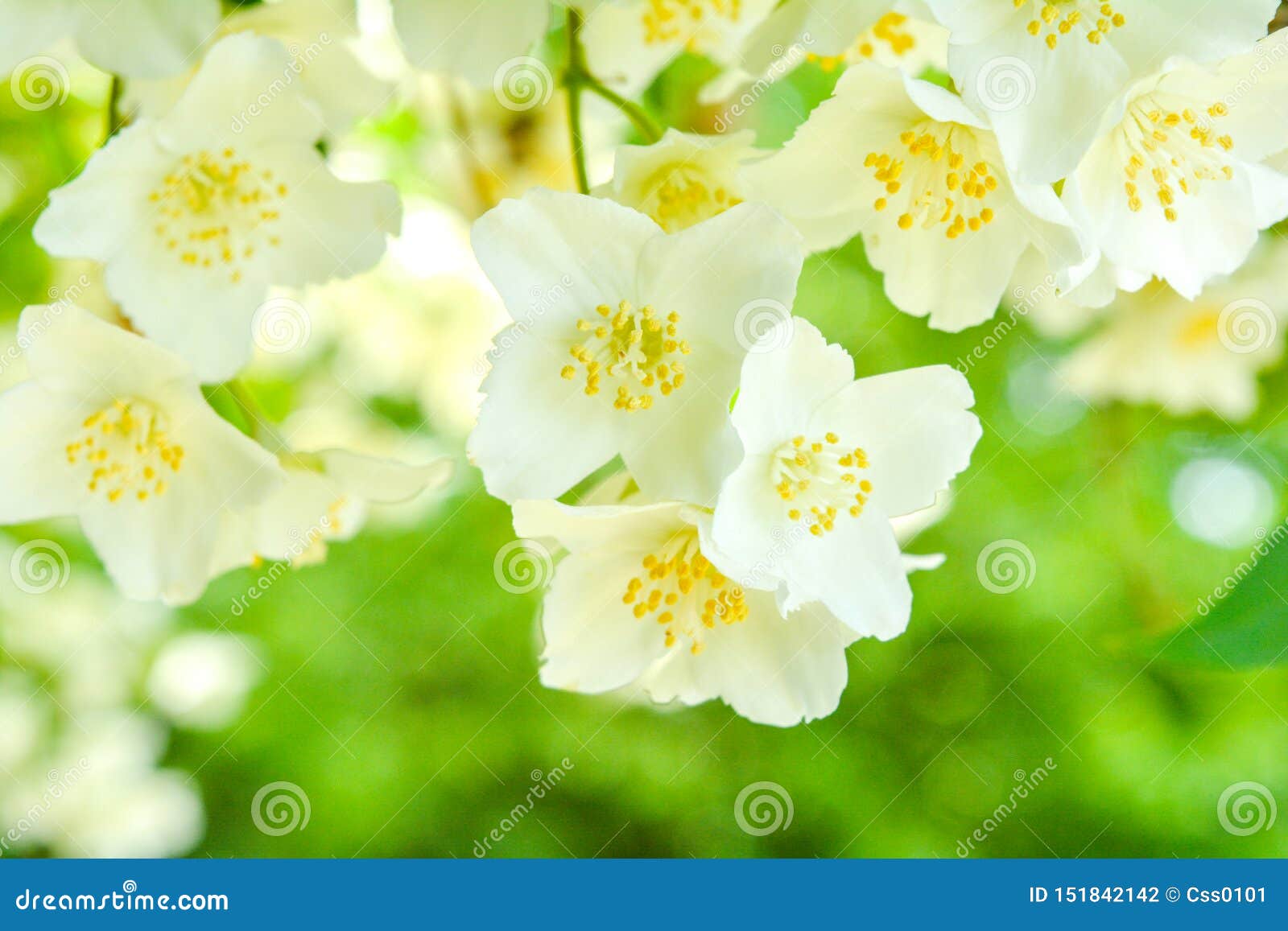 White Jasmine Bush Blossoming in Summer Day Stock Photo Image of
