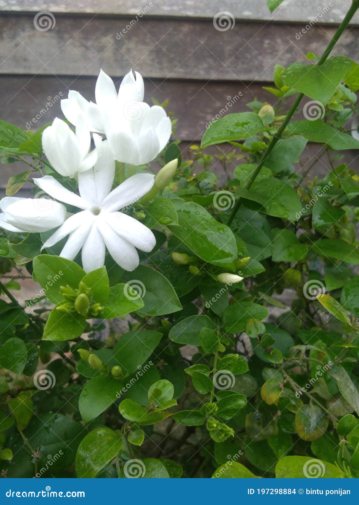 White Jasmine Flower Beutiful Stock Photo Image of flower, white