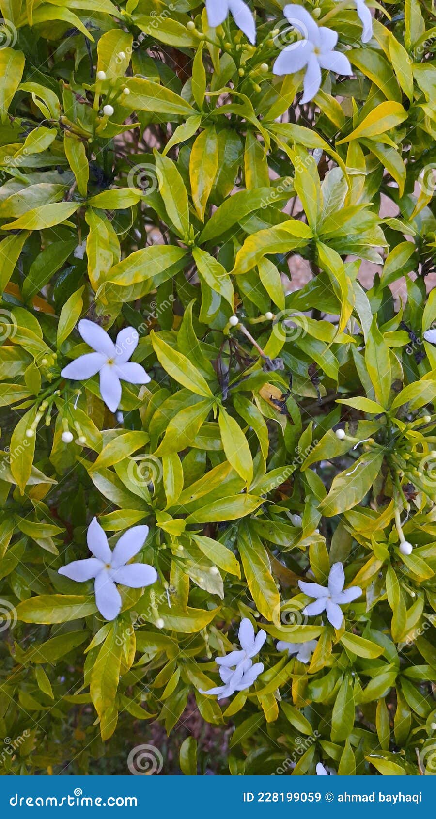 The White Jasmine flower stock image. Image of food 228199059