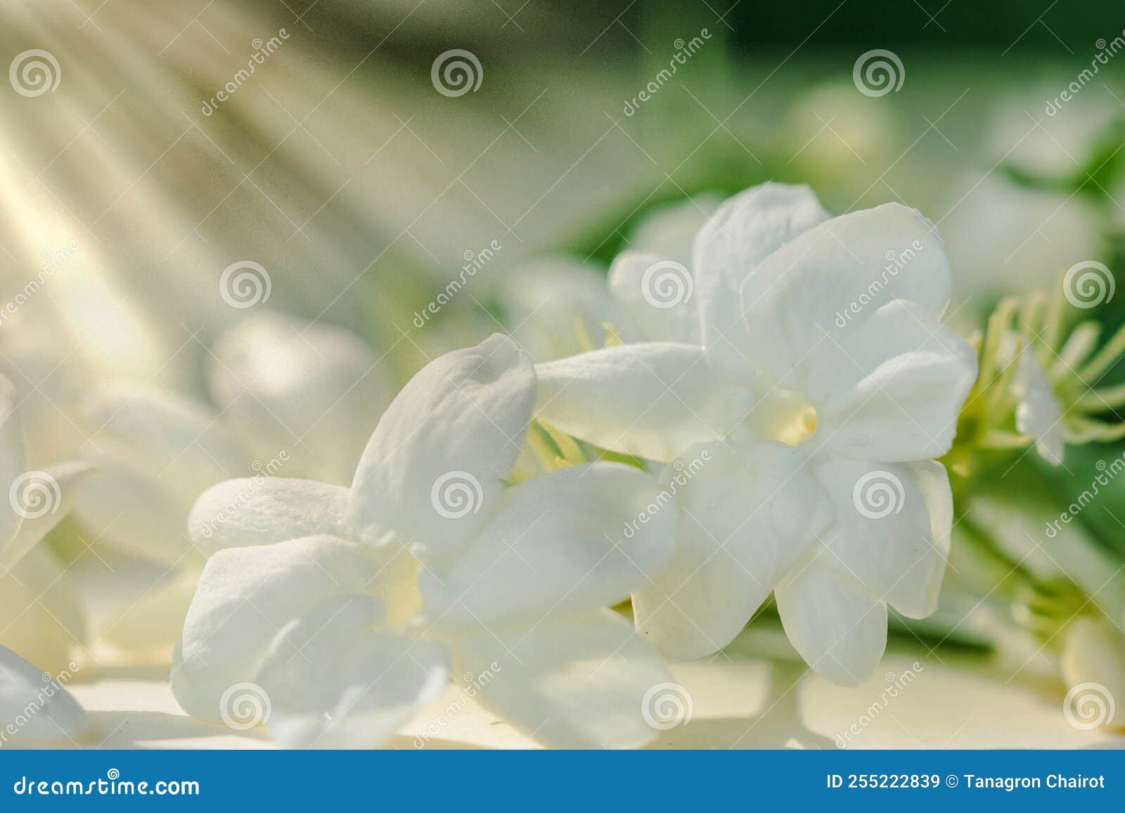White Jasmine Flower and Sunlight Stock Image Image of head, flower